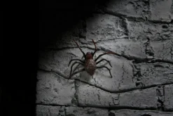 NECA - Universal Monsters Dracula - Accessory Pack -Deals ZLCCollectibles Store Drac7 scaled 1